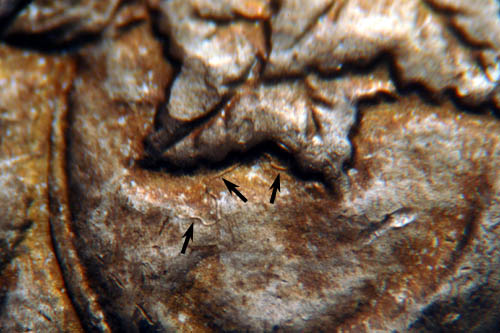 http://conecaonline.org/image/1902O1DolVAM79NearDateOMarkerExtraBerryBillEwaldAr500W.jpg